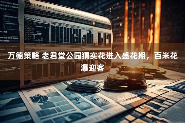 万德策略 老君堂公园猬实花进入盛花期，百米花瀑迎客